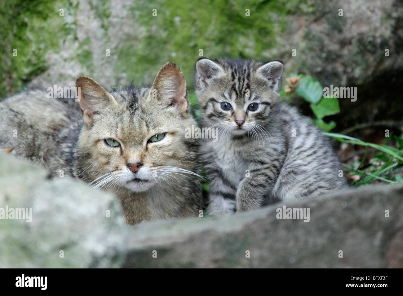Wildkatze (Felis Silvestris), Kätzchen mit Elterntier, Deutschland Stockfoto