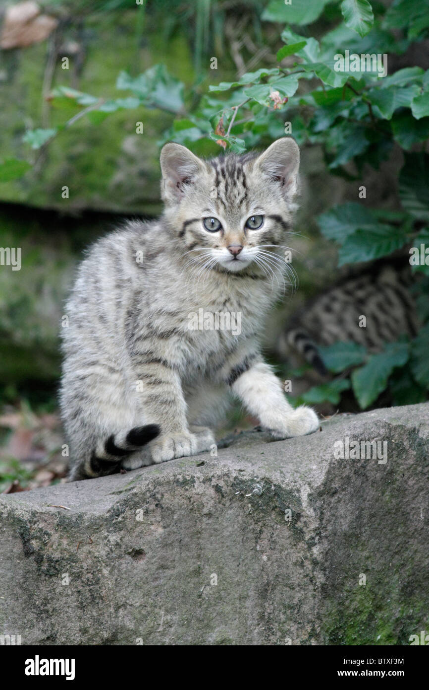 Wildkatze (Felis Silvestris), Kätzchen sitzt auf Felsen, Deutschland Stockfoto