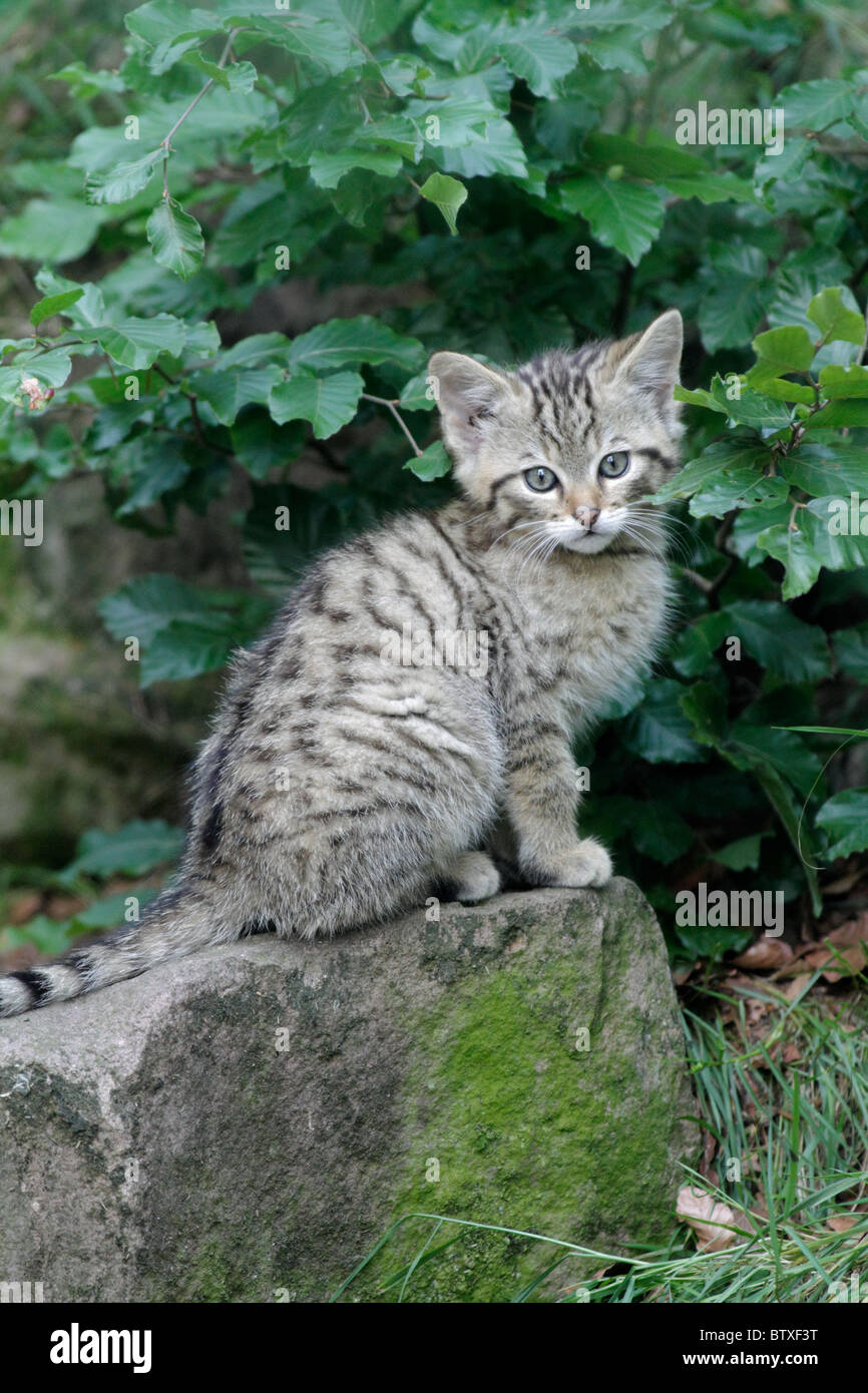 Wildkatze (Felis Silvestris), Kätzchen sitzt auf Felsen, Deutschland Stockfoto