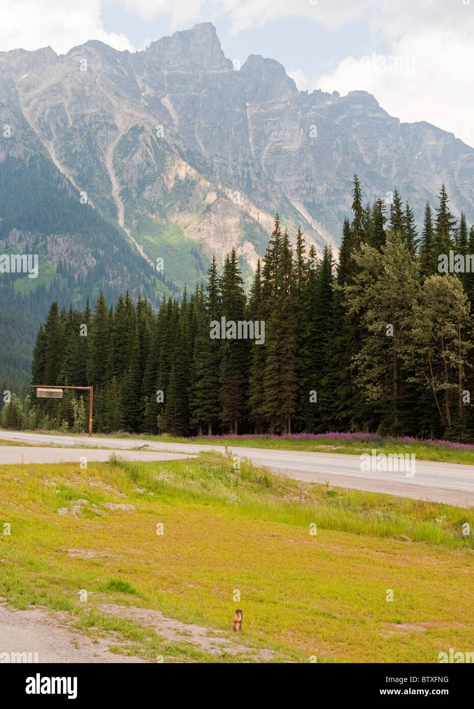 Hoary Marmot am Rogers Pass Summit im Glacier Nationalpark Information Centre, Trans-Canada Highway-Britisch-Kolumbien, Kanada Stockfoto