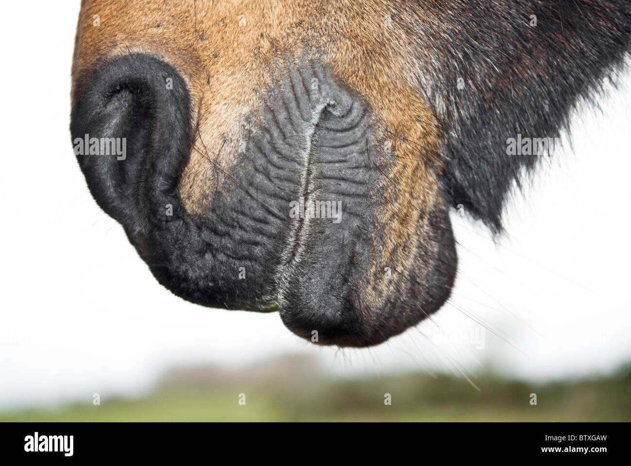 Eine Nahaufnahme von Mund und Nase eines braunen Pferdes. Stockfoto