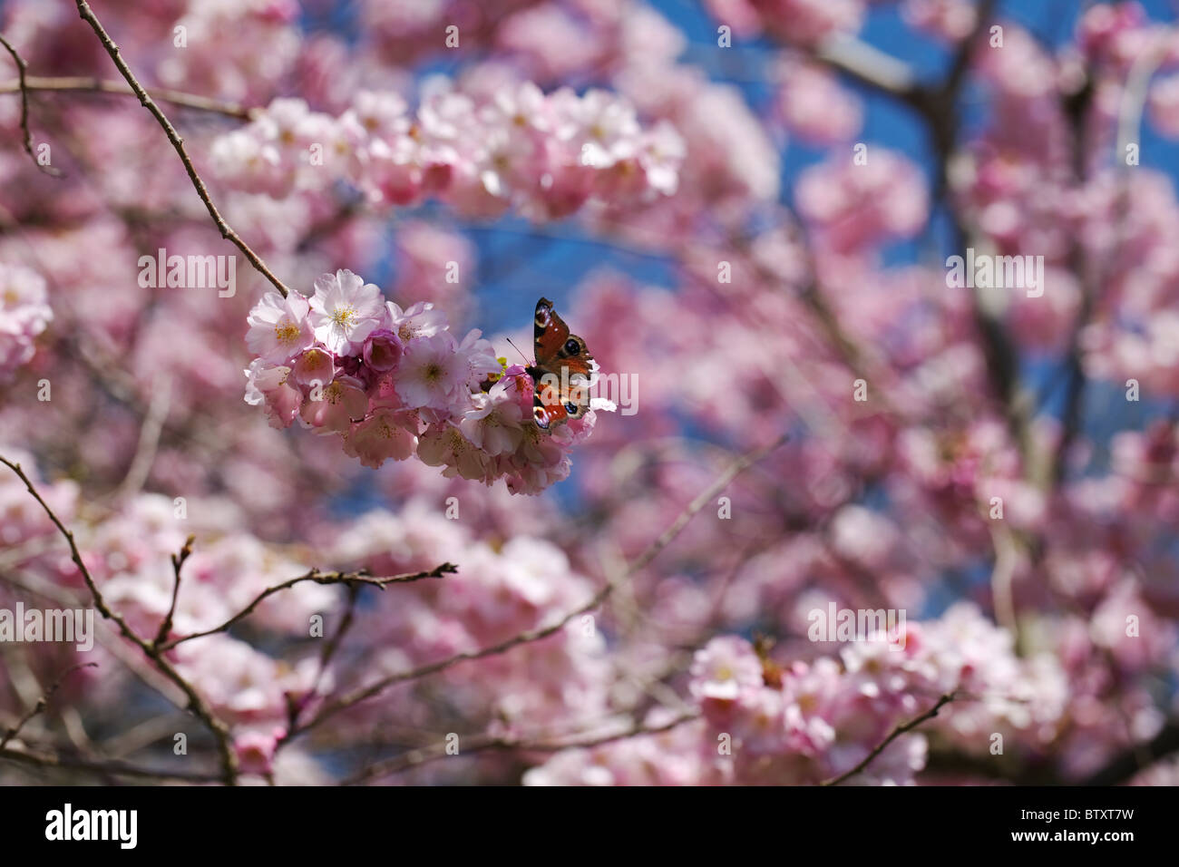 Red Admiral Schmetterling auf Kirschblüte im Frühling Stockfoto