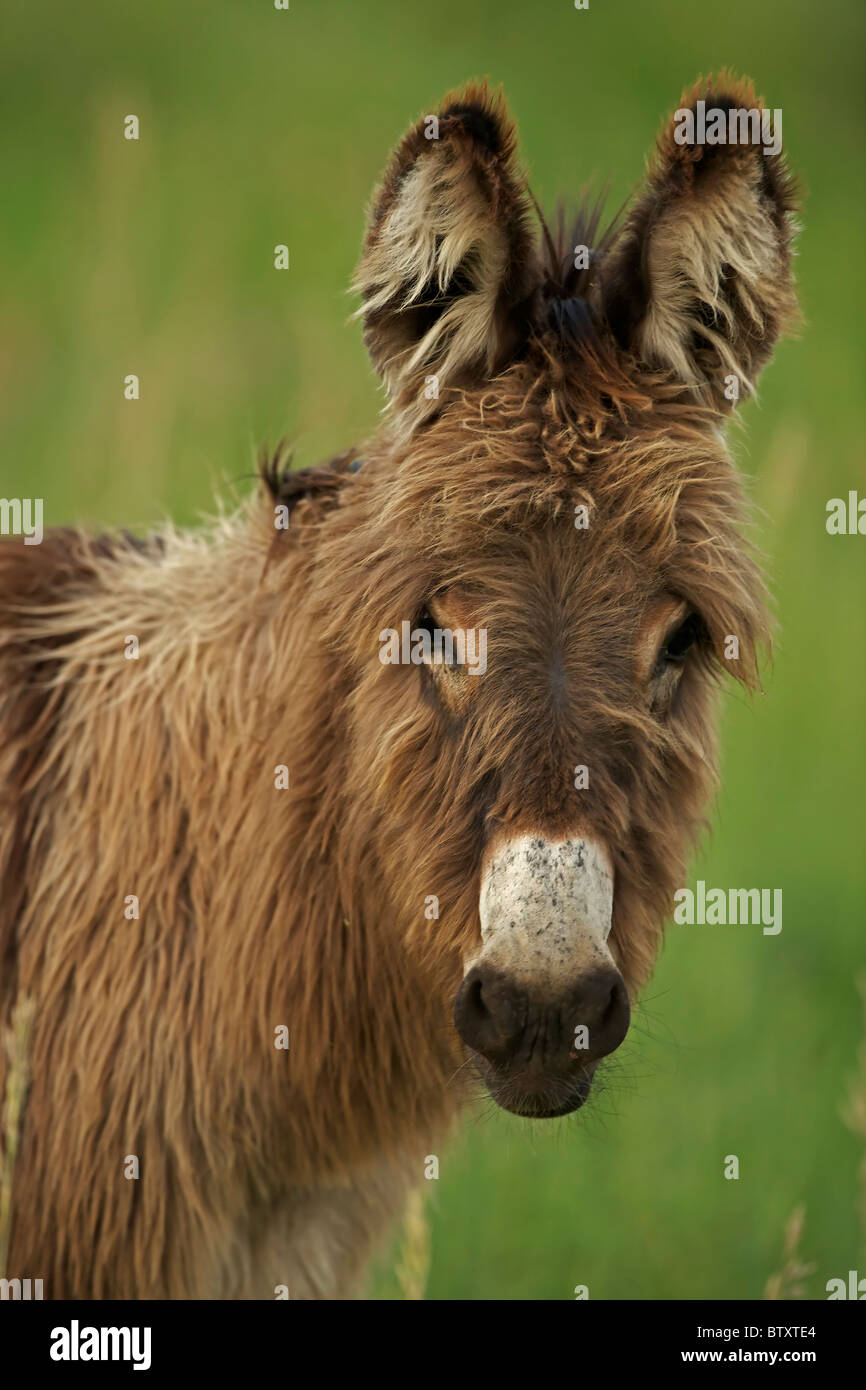 Wilde Esel oder Esel (Equus Asinus) (Equus Africanus Asinus) Custer