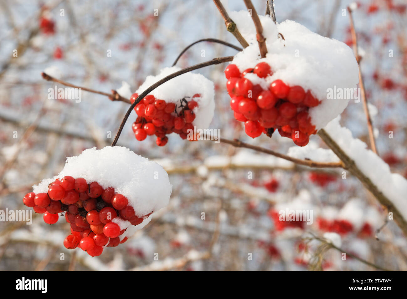 Rote Beeren der Eberesche oder Eberesche (Sorbus Aucuparia) mit Schnee im Winter. England-UK-Großbritannien. Stockfoto