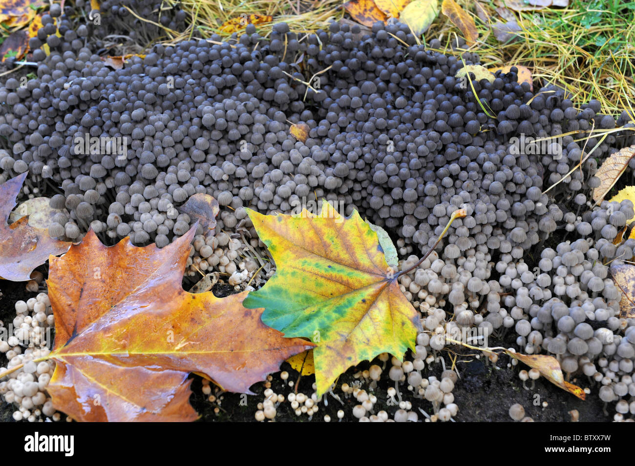 Winzige Pilze wachsen im Herbst in England Uk Stockfoto