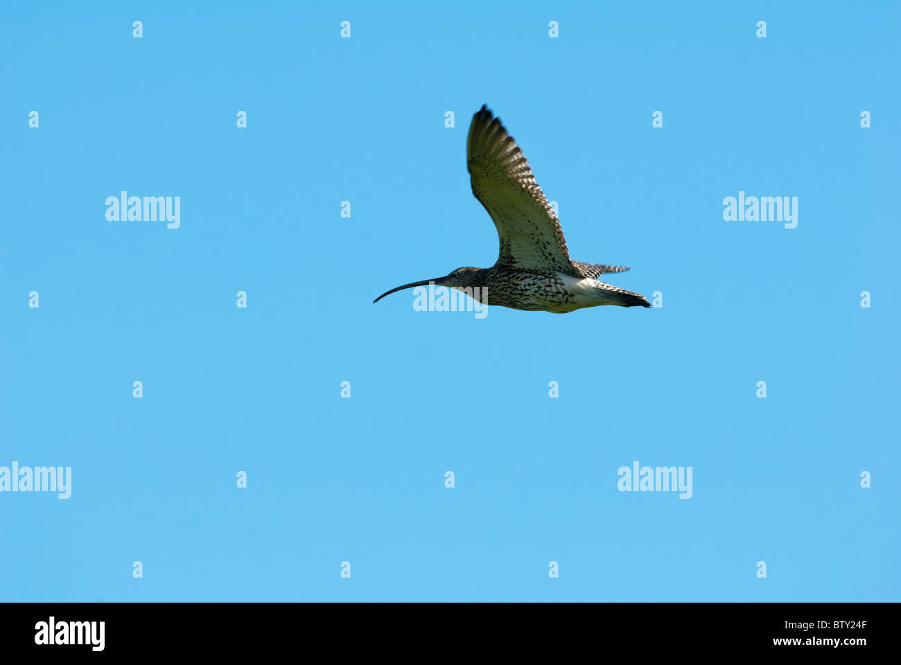 Brachvogel (Numenius Arquata) fliegen über einen blauen Himmel rechts nach links auf die Shetland Festland während der Brutzeit. Stockfoto