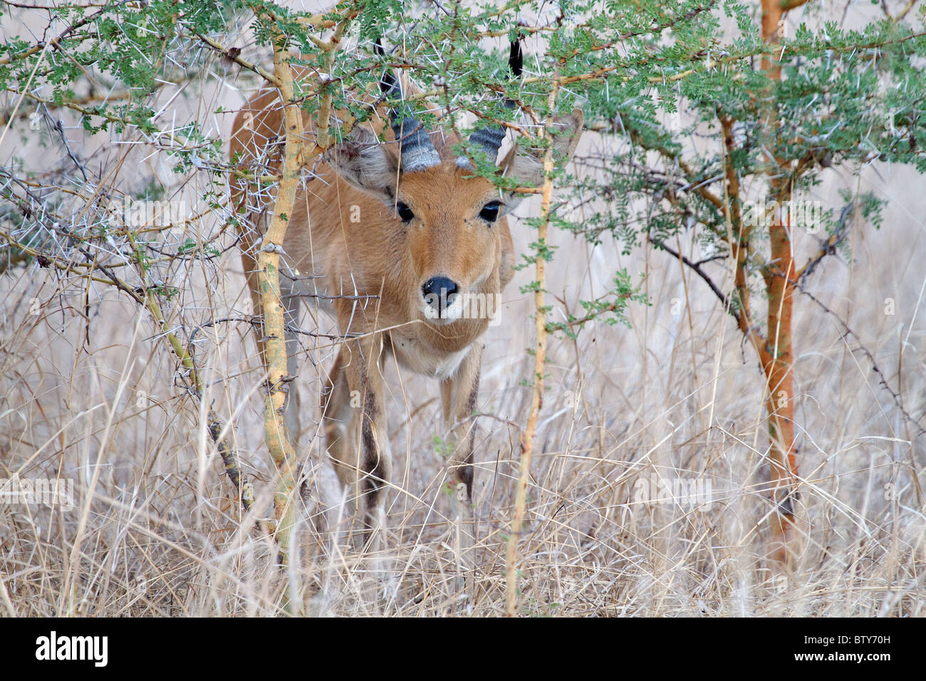Bohor andere männlich (Redunca Redunca) Saadani Nationalpark Tansania Stockfoto