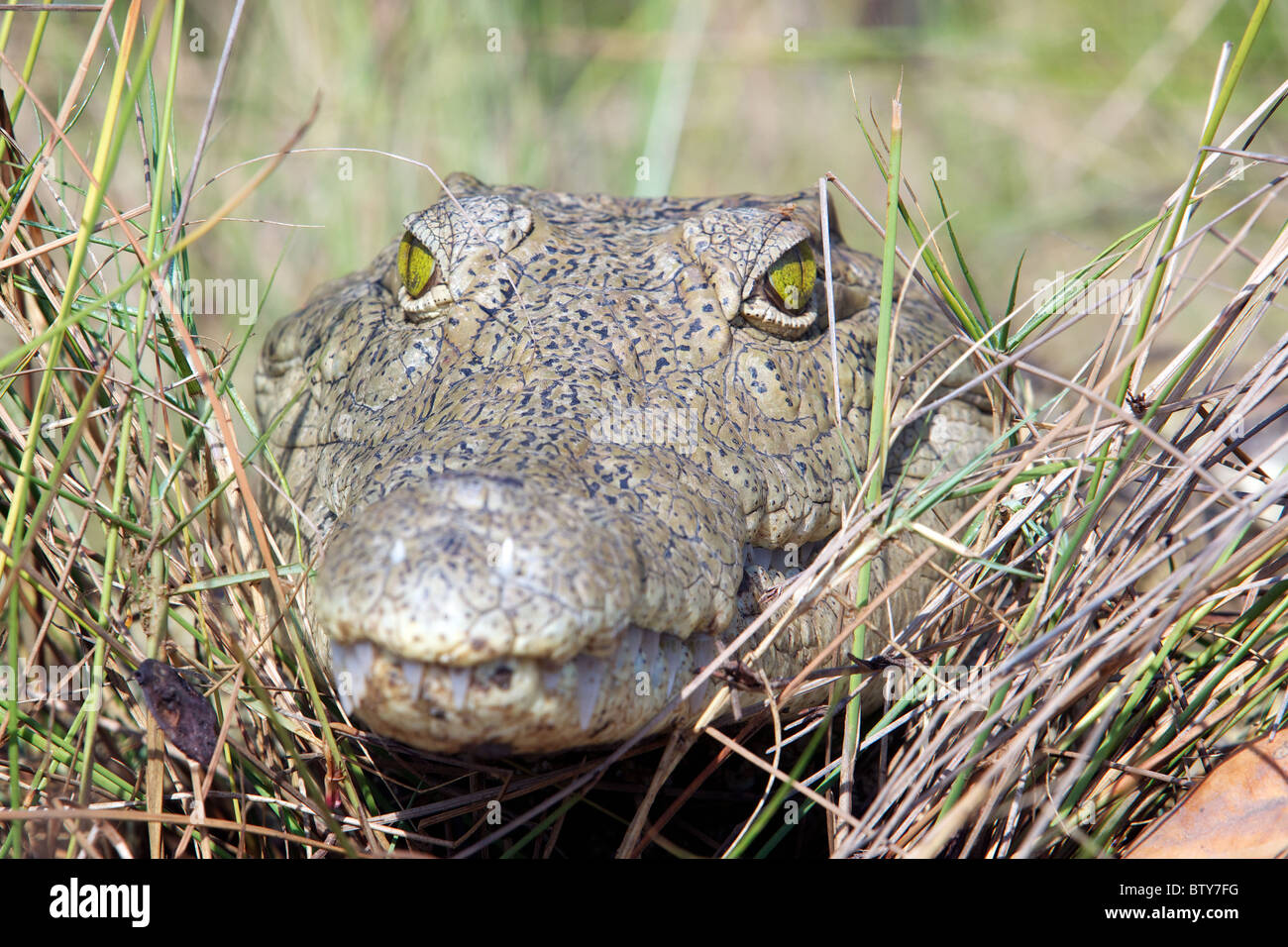 Nil-Krokodil (Crocodylus Niloticus) Saadani Nationalpark Tansania Stockfoto