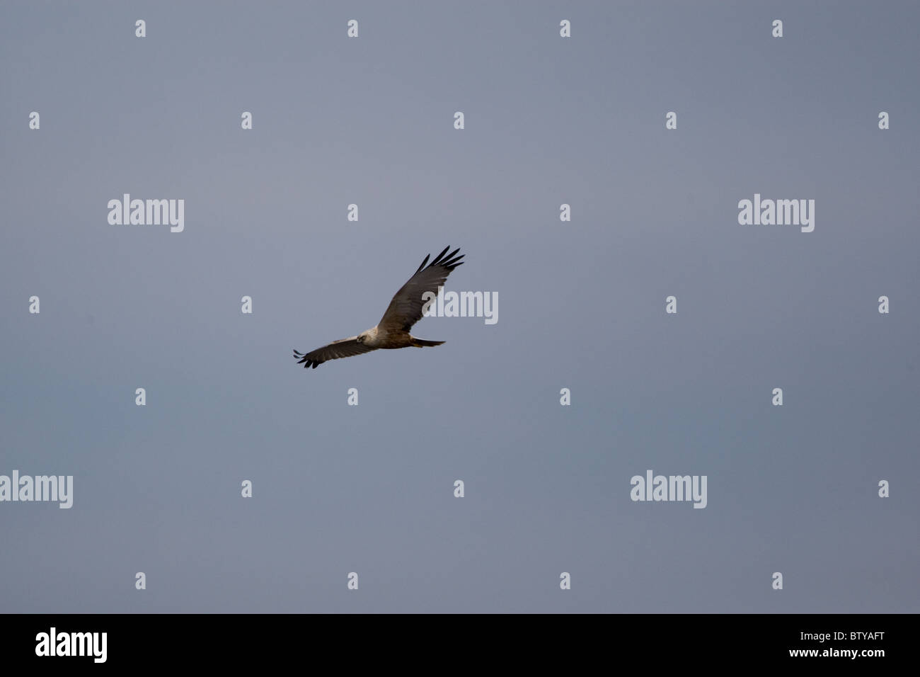 Hawk Eagle Falcon Vogel "Bird Of Prey" Tierwelt Tier Flügel blauer Himmel Sonne Sonnenlicht 'Blue Sky' fliegen Flug-Feder Freiheit Gefieder Stockfoto