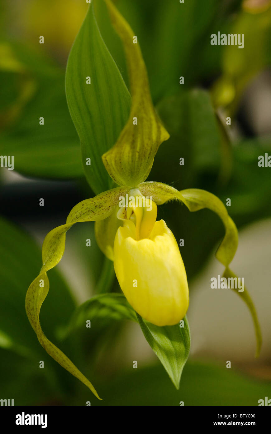 CYPRIPEDIUM PARVIFLORUM PUBESCENS GROßE GELBE LADYS SLIPPER Stockfoto