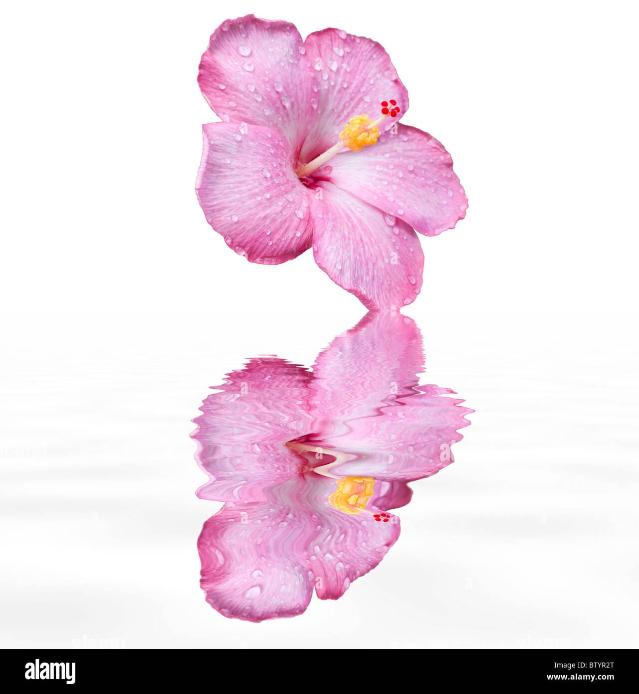 Rosa Hibiskusblüte mit Wassertropfen auf einem weißen Hintergrund isoliert Stockfoto