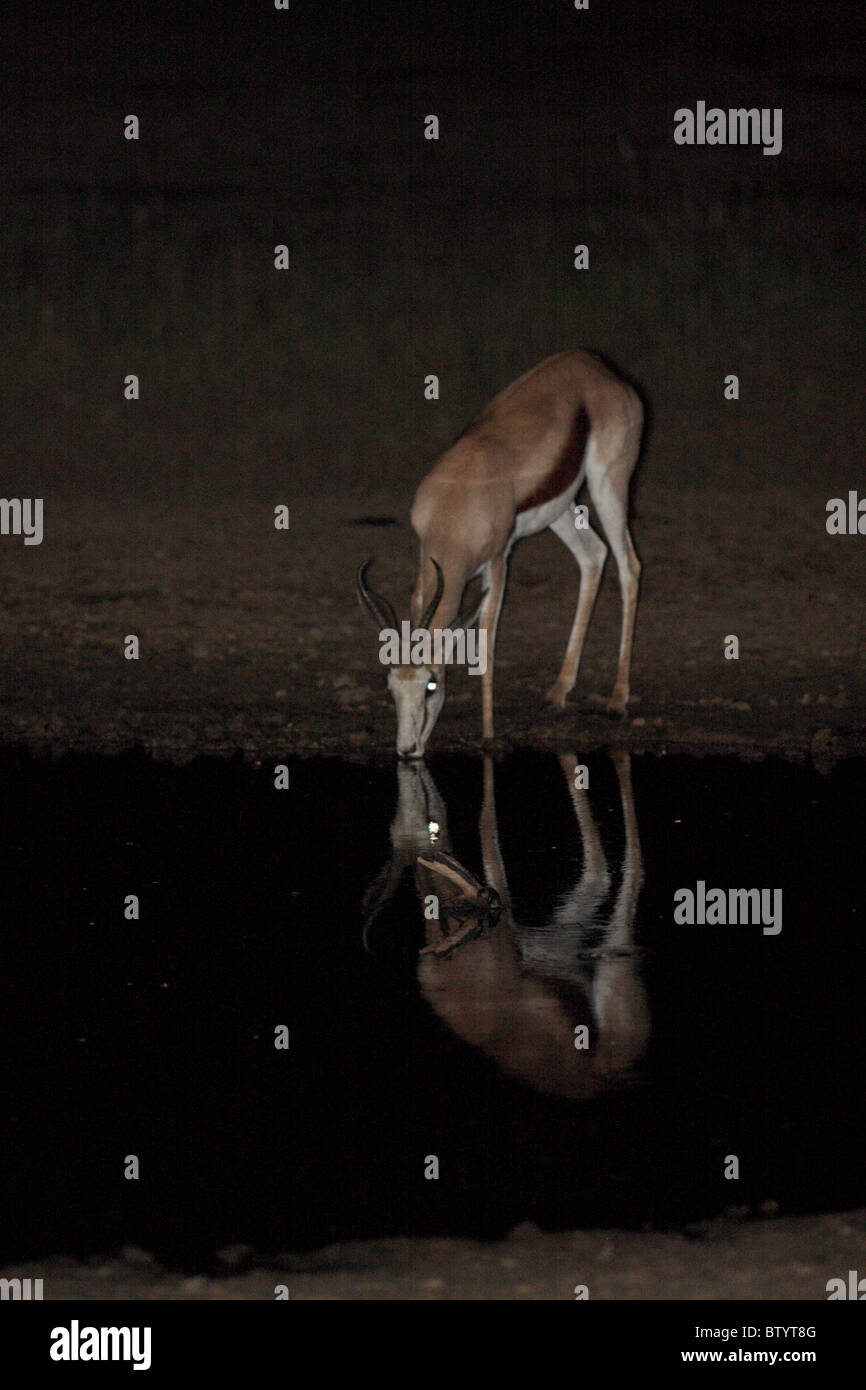 Hirsch, trinken am Wasserloch in der Nacht Stockfoto