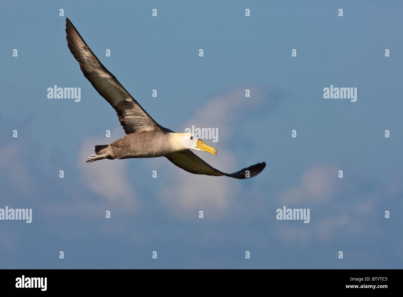 Gewellte Albatros fliegen über Punto Suarez, Espanola Insel, Galapagos-Inseln, Ecuador. Stockfoto