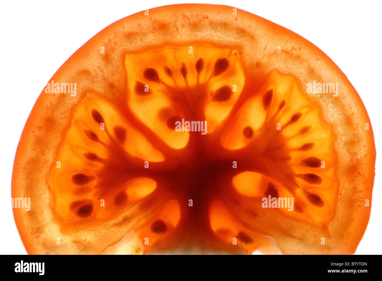 Transparente Scheibe Tomate Stockfoto