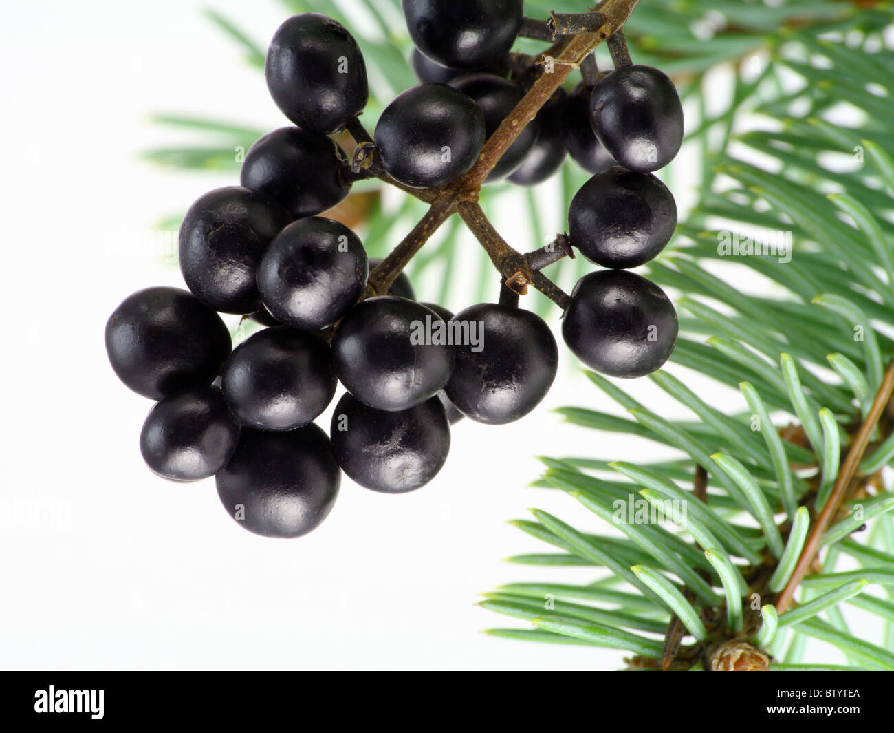 Schwarzen Waldbeeren und Tanne Nadeln Stockfoto