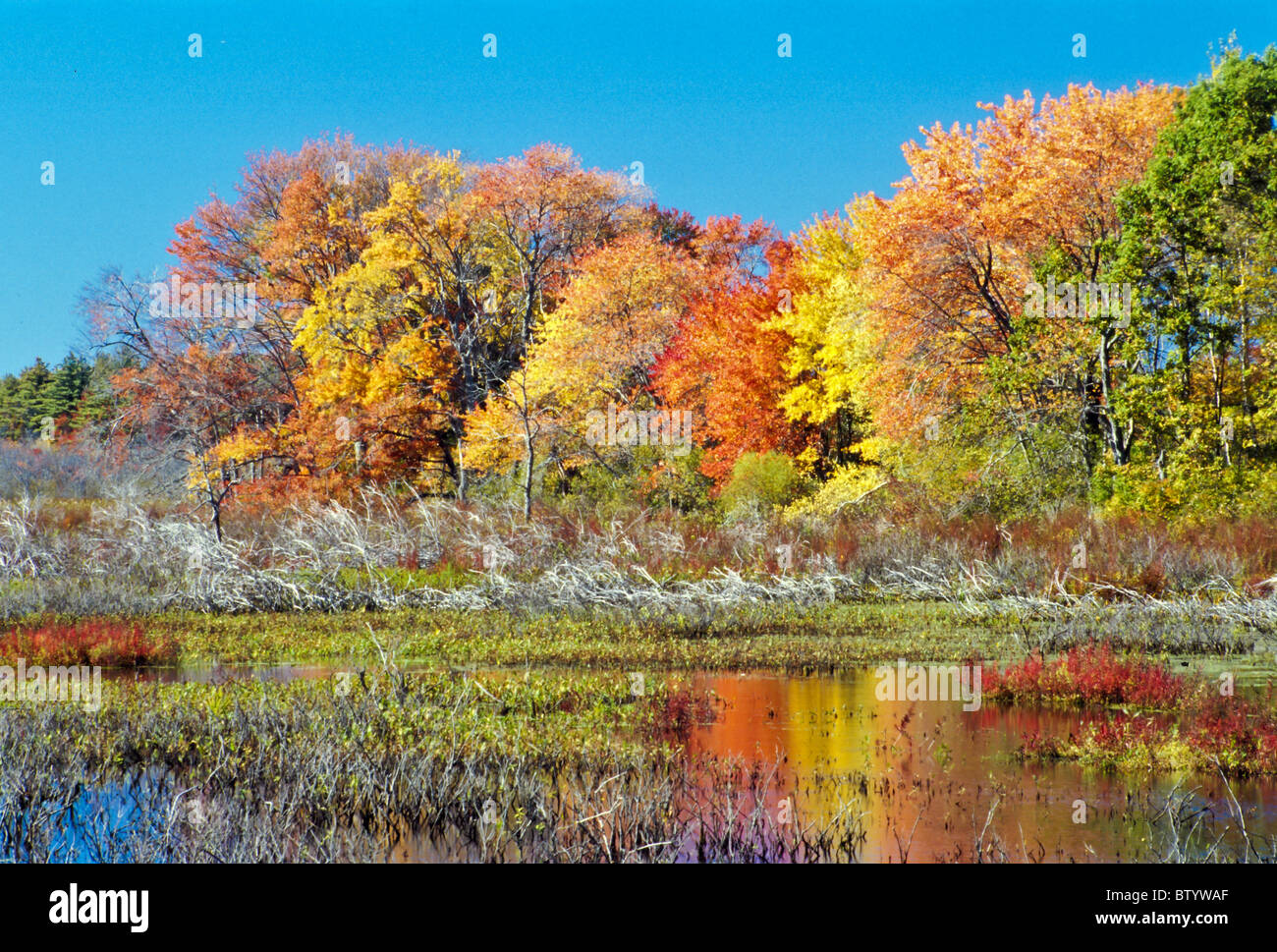Große Wiesen National Wildlife Refuge, Sudbury, Massachusetts mit brillanten Farben des Herbstes Stockfoto