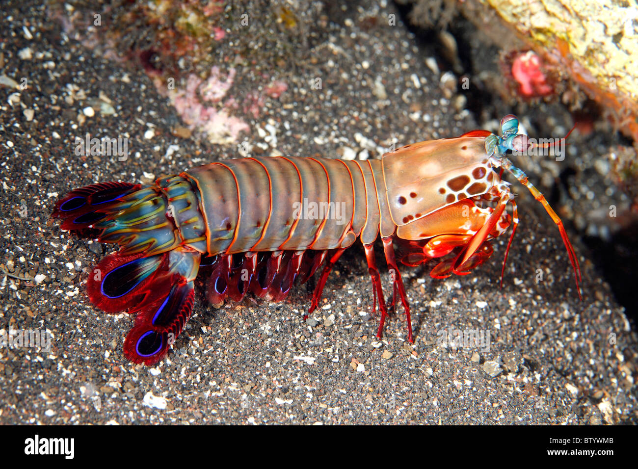 Peacock Mantis Shrimps, Odontodactylus scyllarus, auch als Harlekin Mantis Shrimp, lackiert Mantis Shrimps und Clown Mantis Shrimp bekannt. Stockfoto