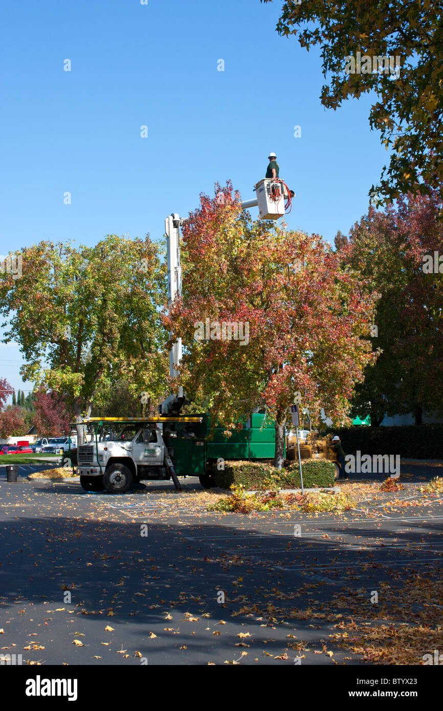 Baumtrimmer arbeiten an einem Herbsttag Stockfoto