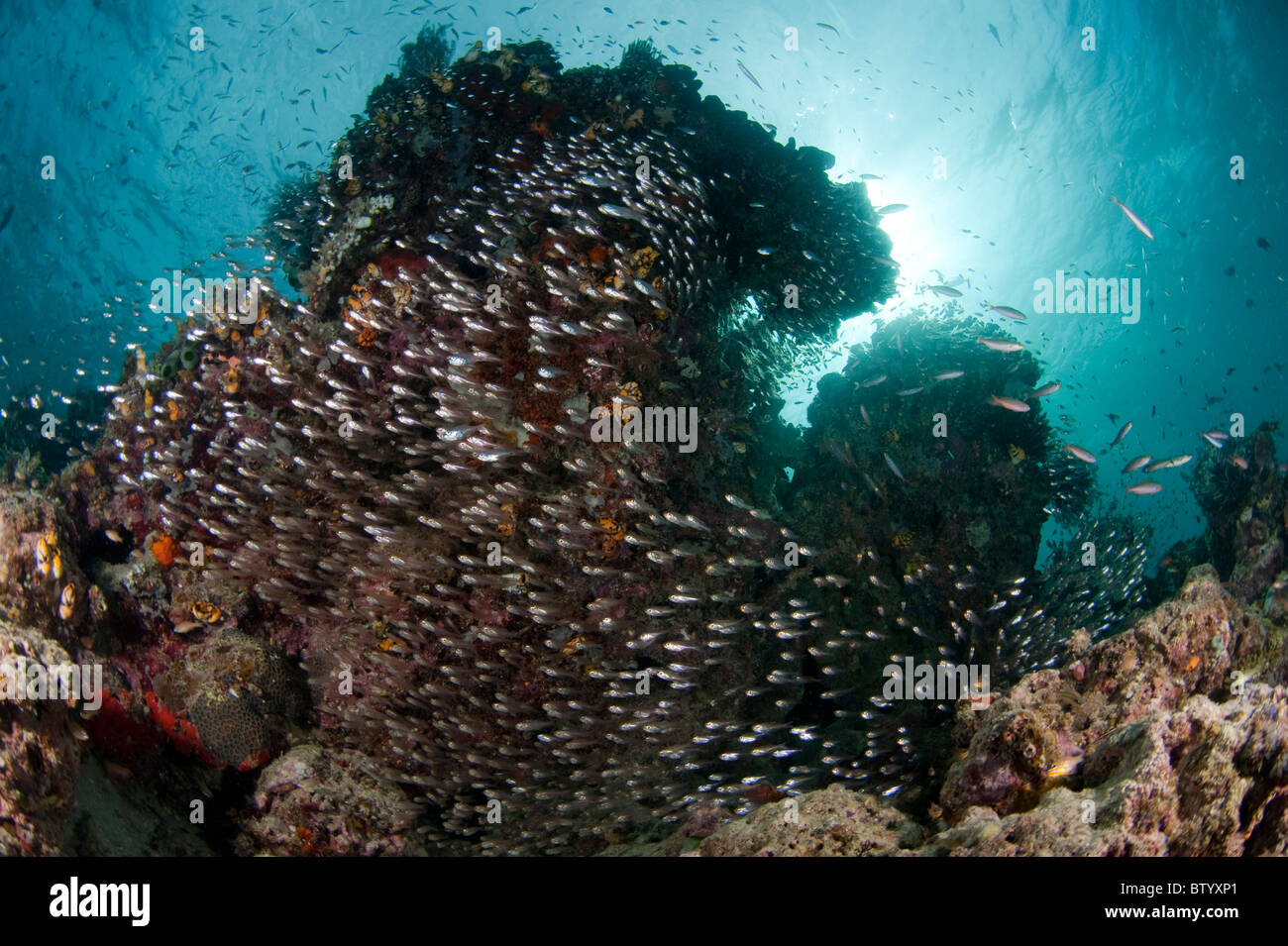 Große Ansammlung von mehreren Arten von Kardinalbarschen in Spalt, mit Sunburst, Kapalai, Sabah, Malaysia Stockfoto