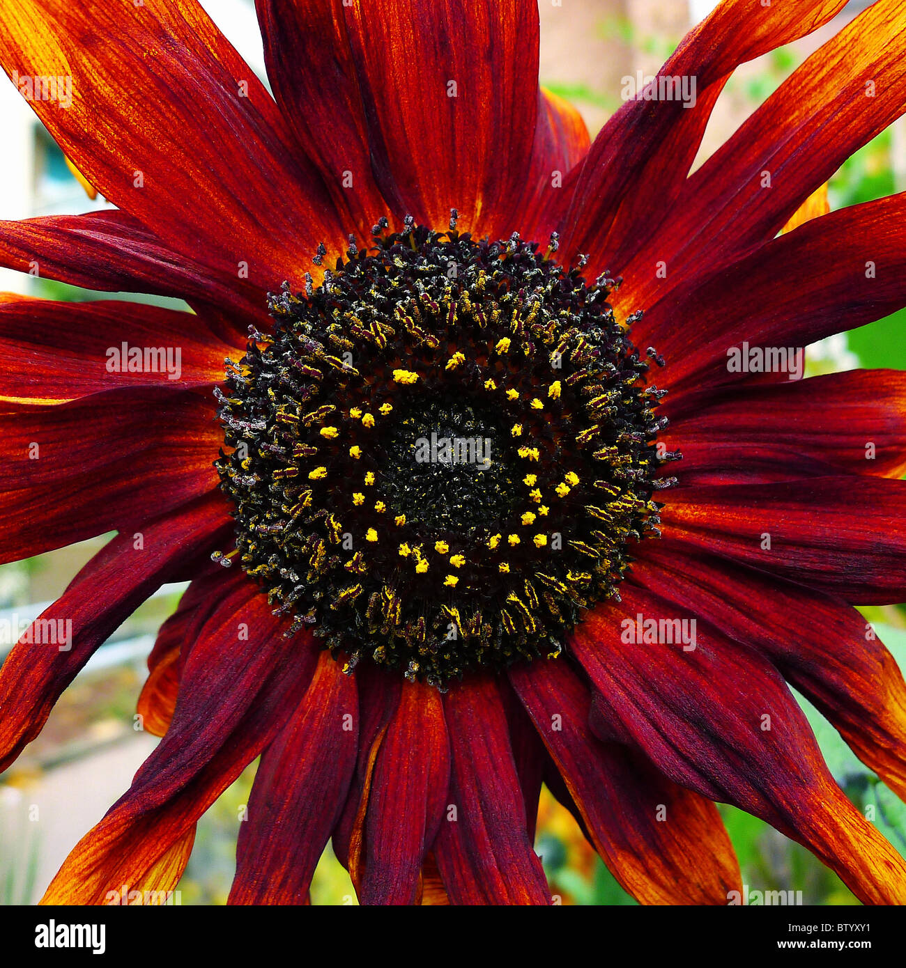 Nahaufnahme einer rote Sonnenblume. Stockfoto