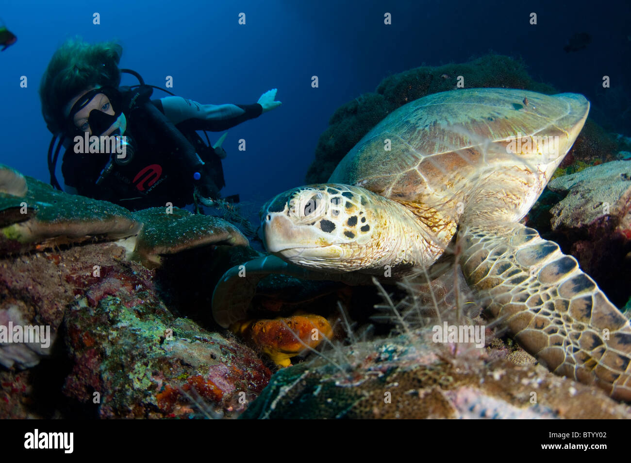 Taucher im Green Turtle, Chelonia Mydas, ruht auf dem Riff, Profil, Sipadan, Sabah, Malaysia Stockfoto
