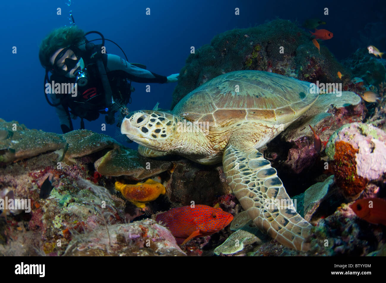 Taucher im Green Turtle, Chelonia Mydas, ruht auf dem Riff, Profil, Sipadan, Sabah, Malaysia Stockfoto