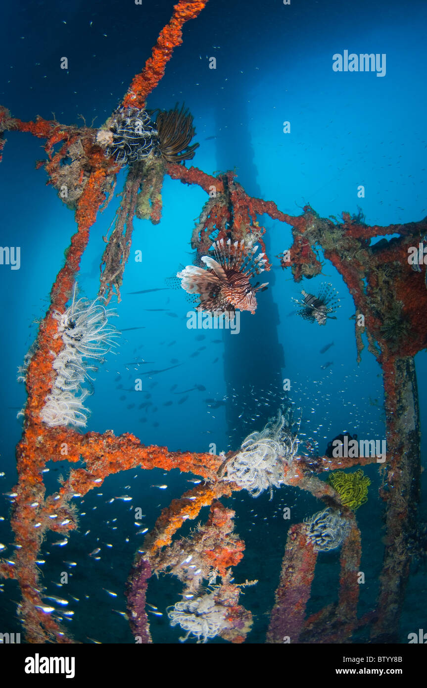 Gemeinsamen Rotfeuerfisch Pterois Volitans, künstliches Riff Struktur unter Seaventures Dive Resort. Mabul, Sabah, Malaysia Stockfoto