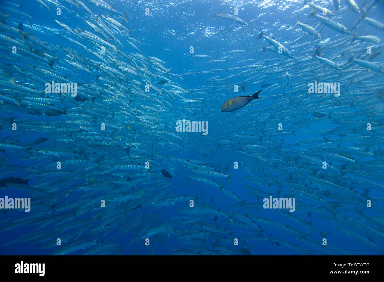 Schule von Chevron Barrakudas, größten Quenie, Schwimmen im blauen