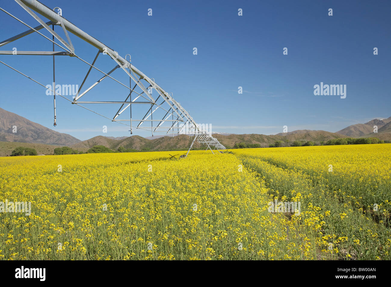 Center Pivot Bewässerung und Raps / Raps Feld in der Nähe von Omarama, North Otago, Südinsel, Neuseeland Stockfoto