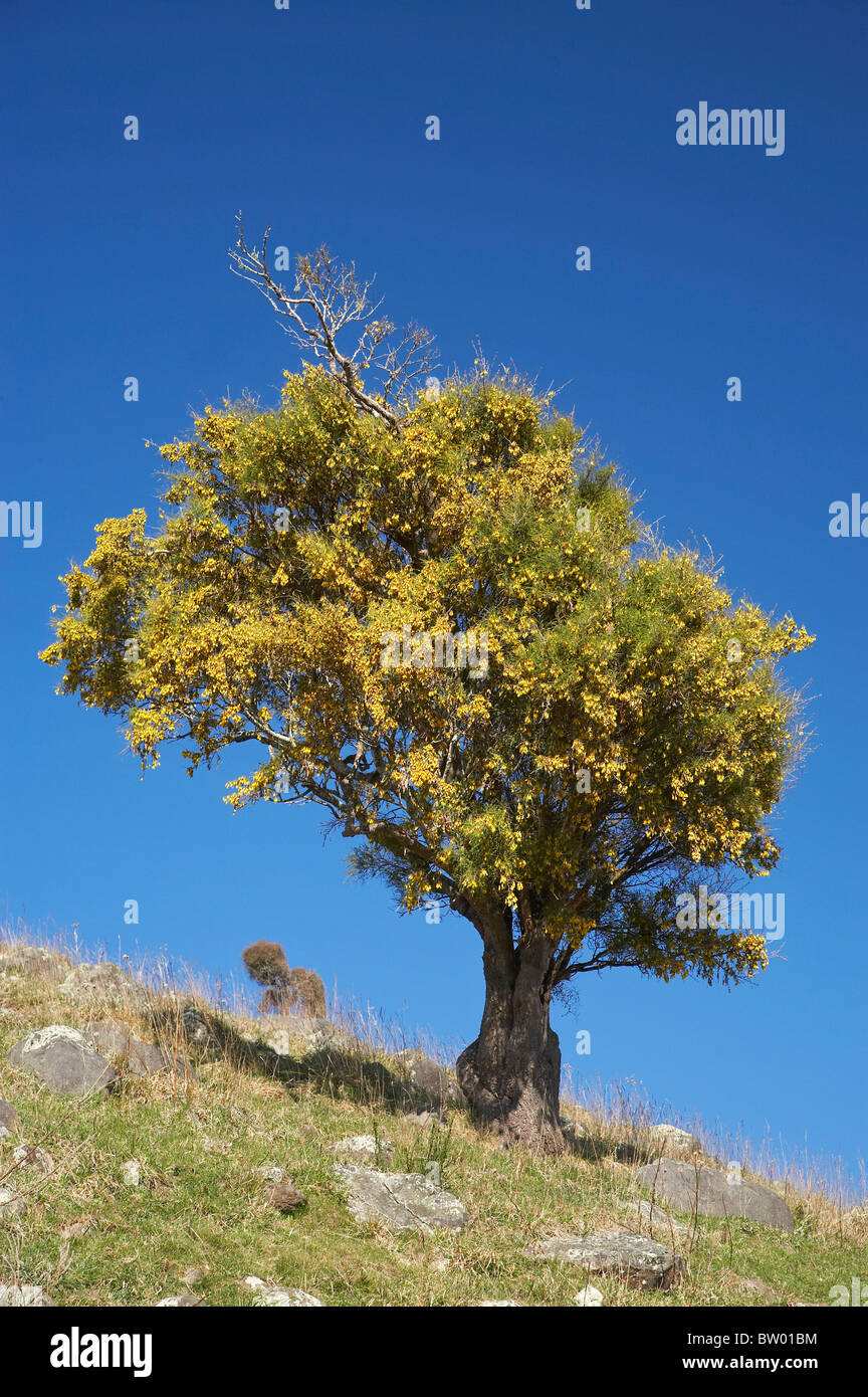 Kowhai Blume, Sophora SP., Sattel Hill, in der Nähe von Dunedin, Otago, Südinsel, Neuseeland Stockfoto