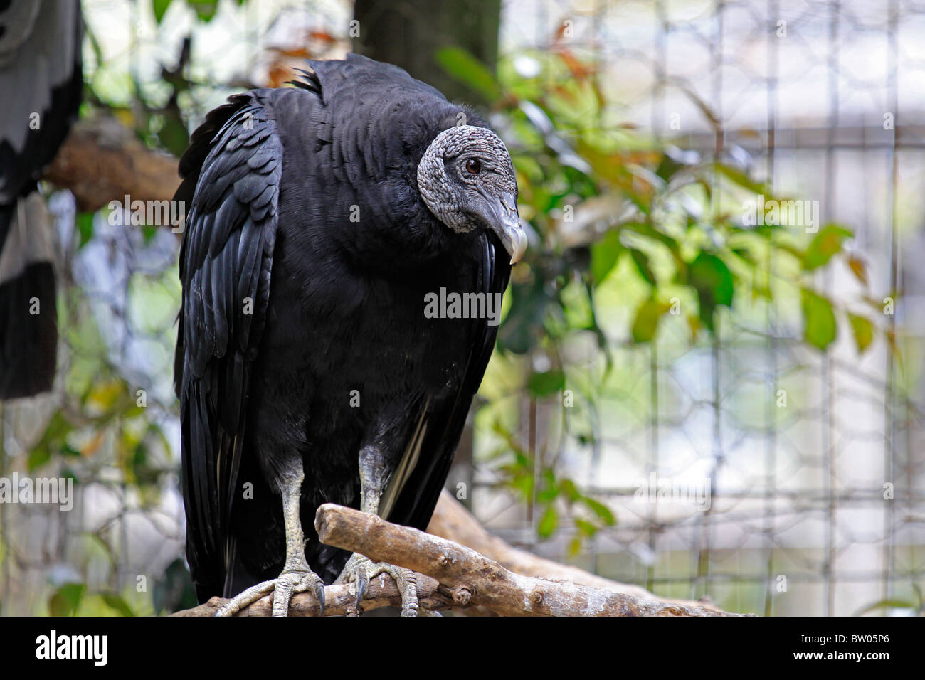 Amerikanische schwarze Geier, (coragyps atratus brasiliensis) in der Welt der Vögel, Hout Bay, Südafrika. Stockfoto