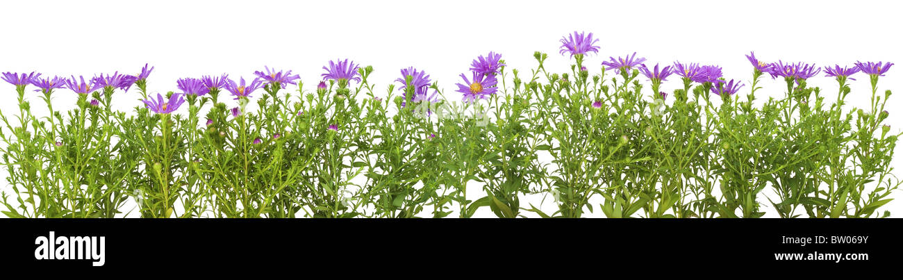 Grenze von Violet Chrysanthemen Stockfoto