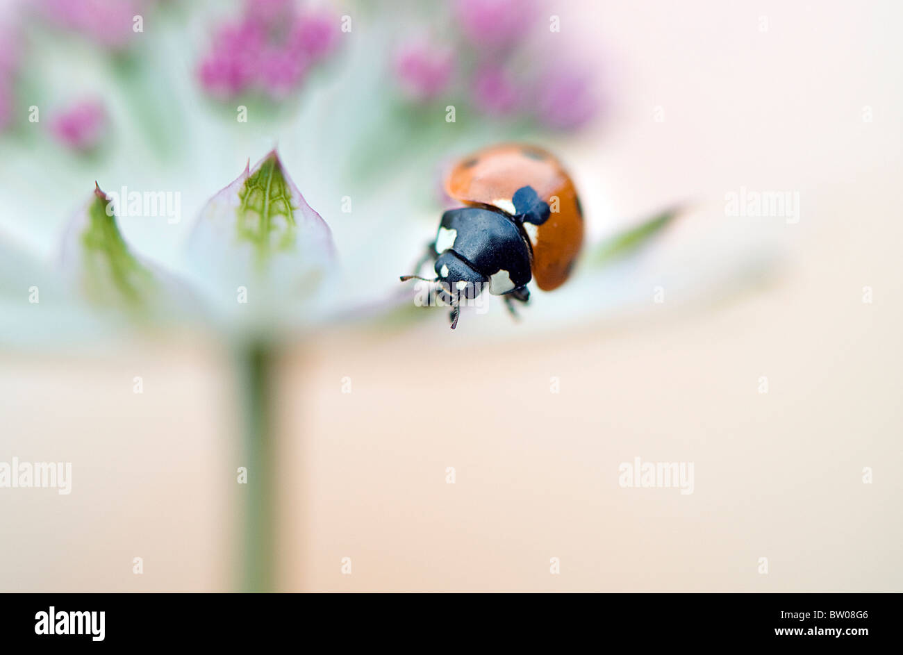 Eine Nahaufnahme der 7-Punkt Marienkäfer auf einer Astrantia Blume Stockfoto