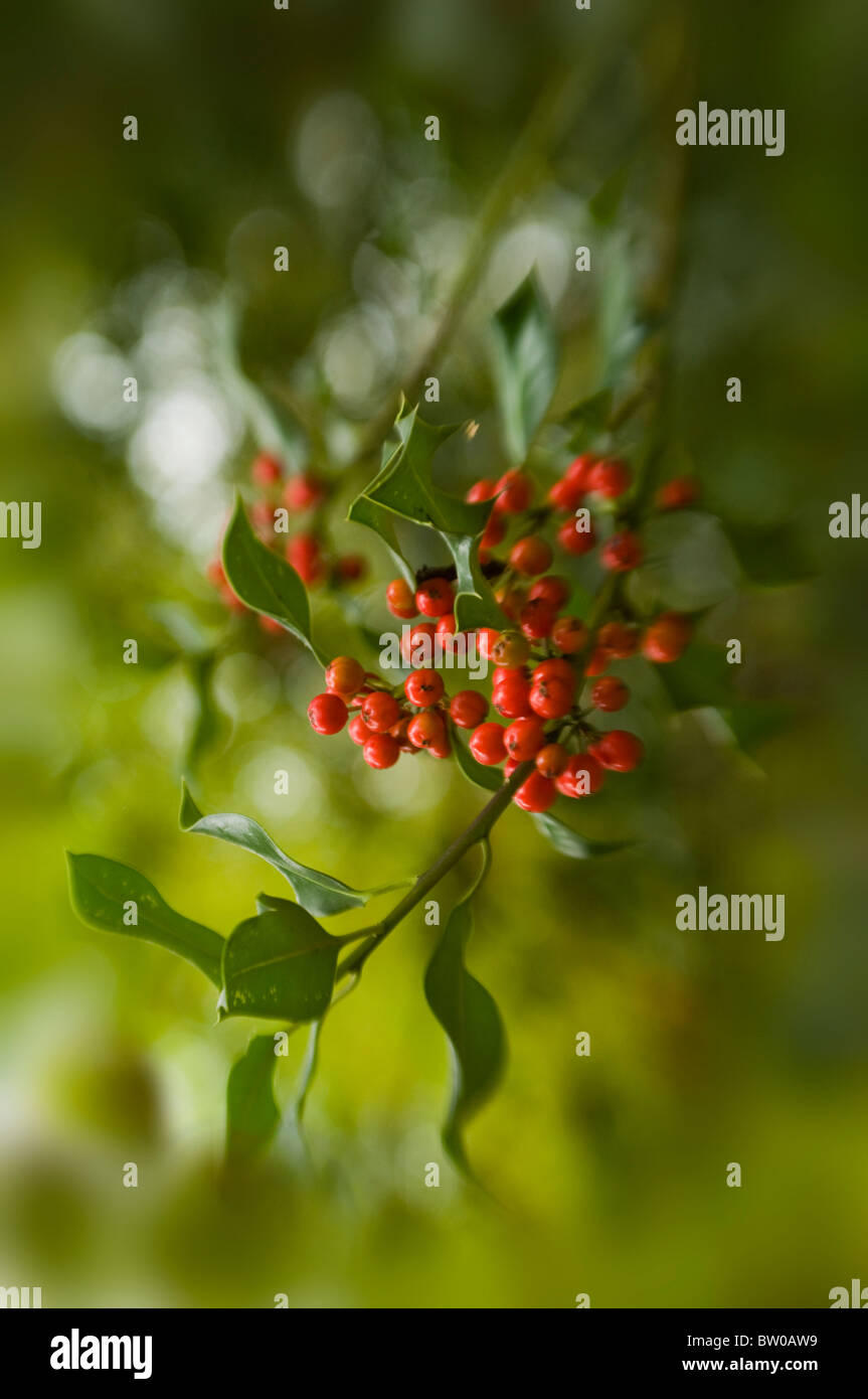 Gemeinsamen Holly mit roten Winter Beeren - Ilex Aquifolium Stockfoto