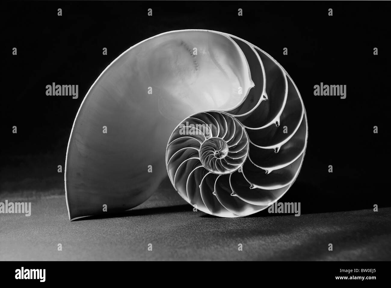 Monochrome Schuss das perfekte Fibonacci-Muster innerhalb einer Meeresschnecke Stockfoto