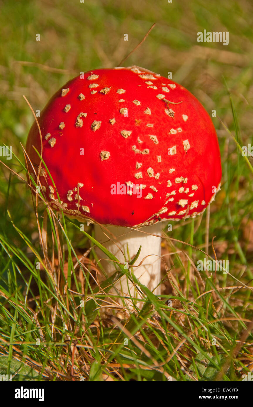 Nahaufnahme der Fliege Agaric amanita muscaria amanitaceae Pilz Pilze Toadstool England Vereinigtes Königreich GB Großbritannien Stockfoto