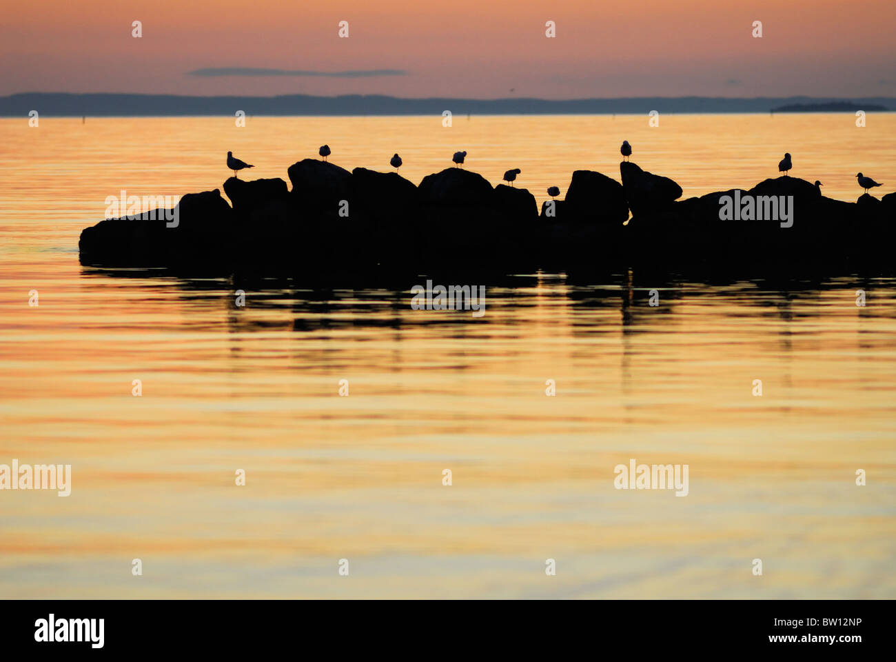 Silhouette der Vögel sitzen auf den Steinen am See Vättern, Östergötland, Schweden, Europa Stockfoto