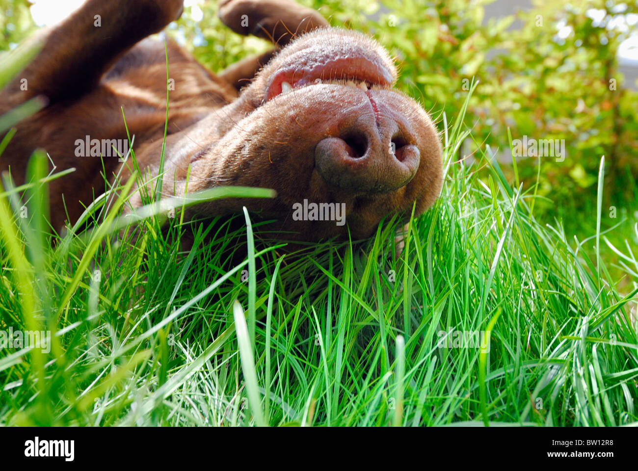 Brauner Labrador Retriever Rollen in den Rasen, Schweden Stockfoto
