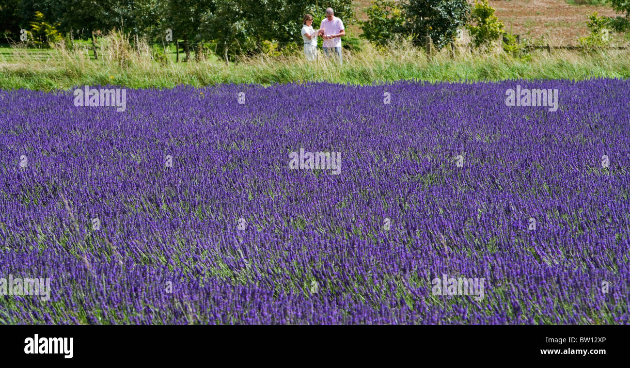Eine gut gekleidete paar genießen einen Sommertag am Snowshill Lavender Farm in der Nähe von Broadway in The Cotswolds. Stockfoto