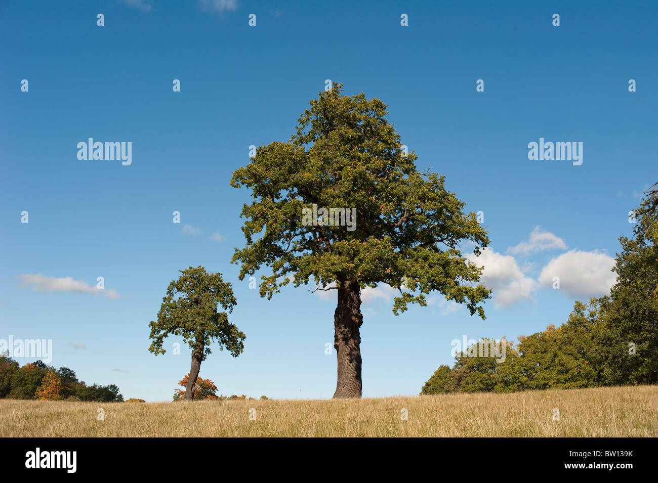 Ein großes und ein kleines Bäumchen, Stockholm, Schweden, Europa Stockfoto