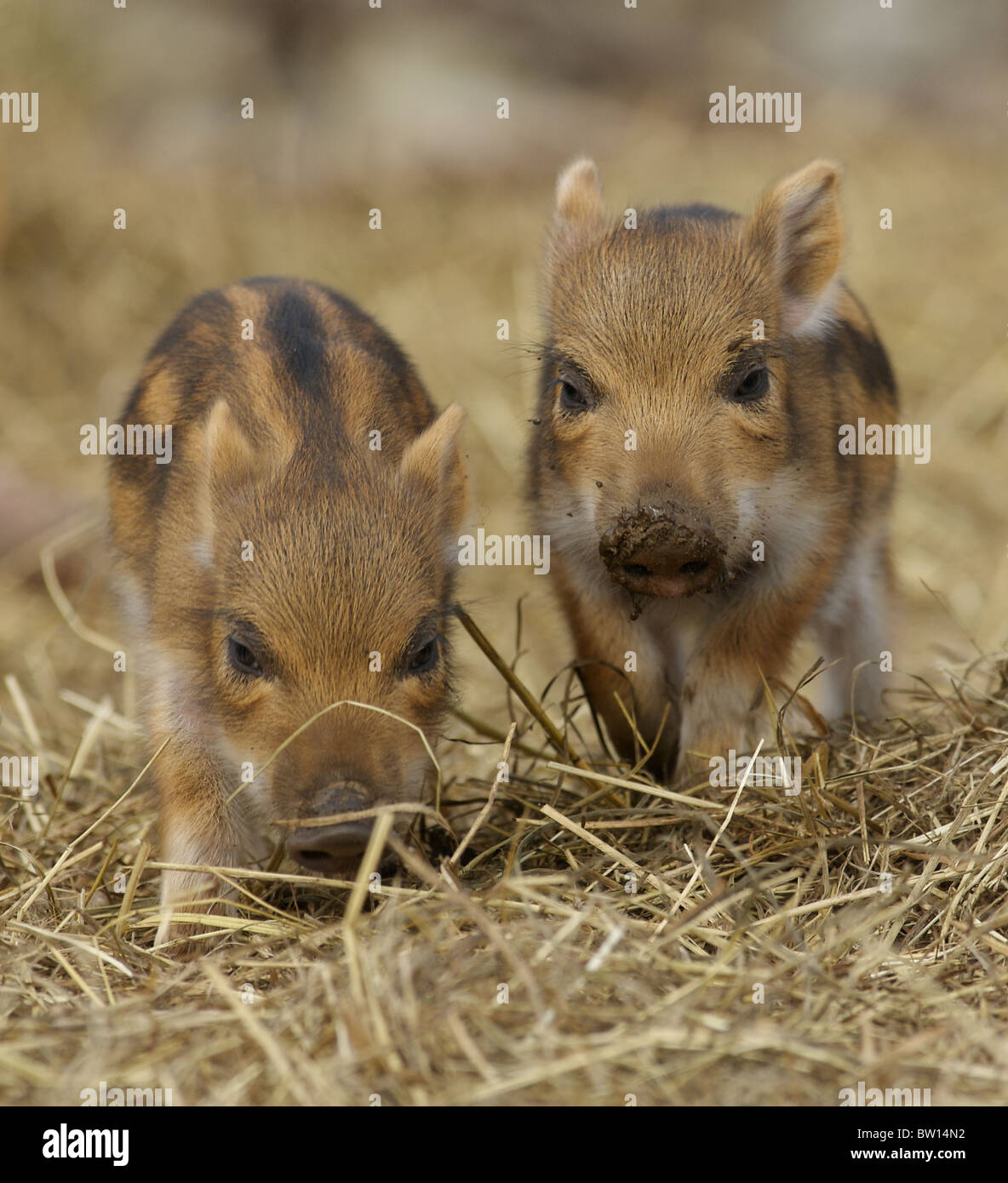 Ferkel Stockfoto Ferkel Stockfoto