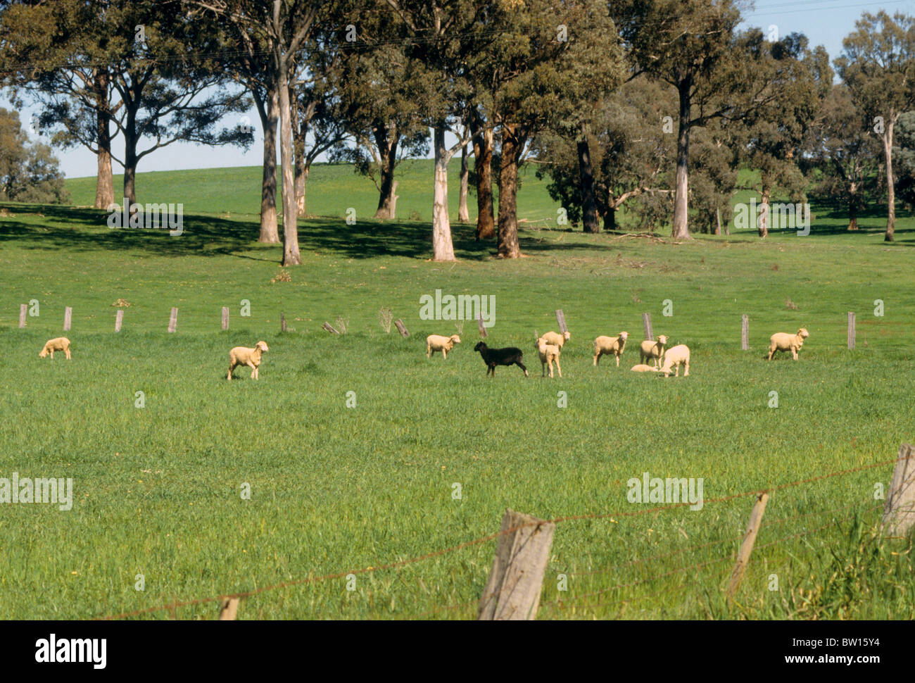 schwarze Schafe Feld Wiese Tierfarm Australien Oz ungerade ungewöhnliche Einzelgänger Stockfoto