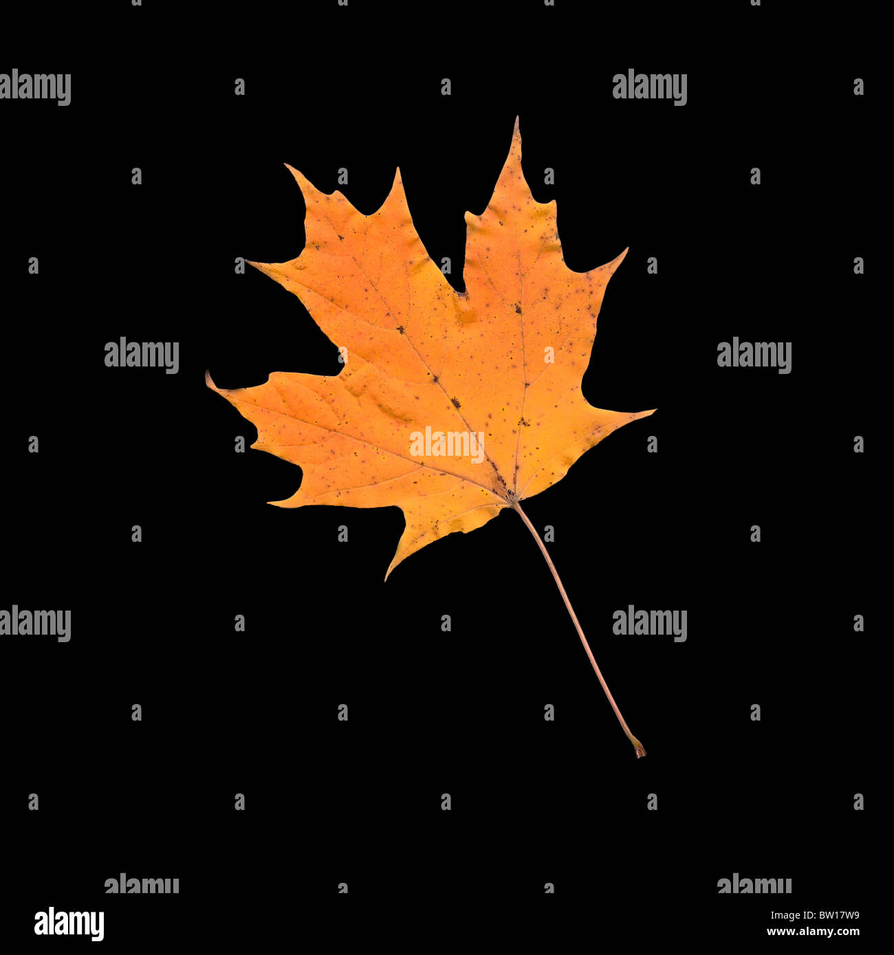 Leuchtend Orange gelb fallen Herbst Blatt Zucker-Ahorn (Acer Saccharum) Nahaufnahme Makro isolierten Silos Ausschneidepuppe auf schwarzem Hintergrund Stockfoto