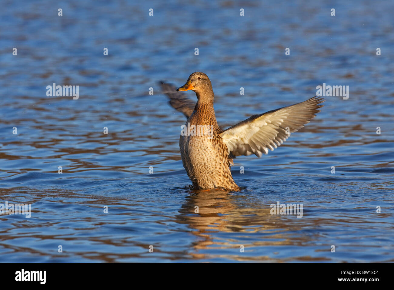 Stockente / Stockente (Anas Platyrhynchos) weiblich mit Flügeln schlägt auf See Stockfoto