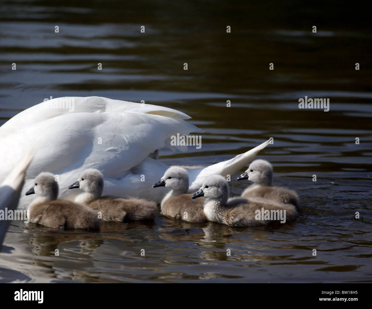 CYGNETS SWAN CASTLE HOWARD NORTH YORKSHIRE MALTON NORTH YORKSHIRE ENGLAND CASTLE HOWARD NORTH YORKSHIRE 22. Mai 2010 Stockfoto