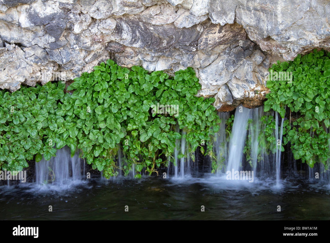 Brunnenkresse wächst auf Felsen mit natürlichem Quellwasser fließt bei tausend Federn am Snake River bei Hagerman Valley, Idaho, USA. Stockfoto