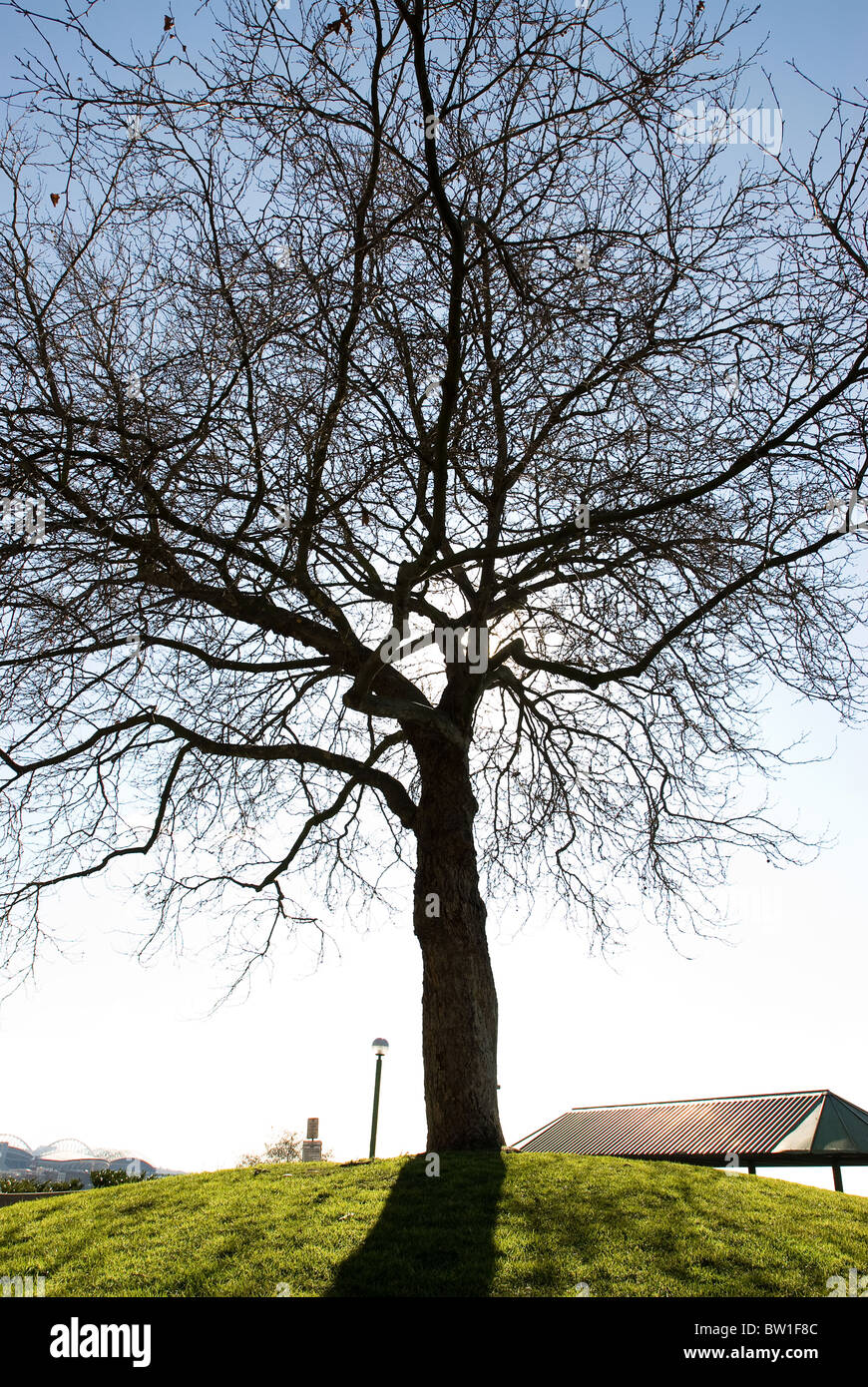 ein Baum am grünen Hügel Stockfoto