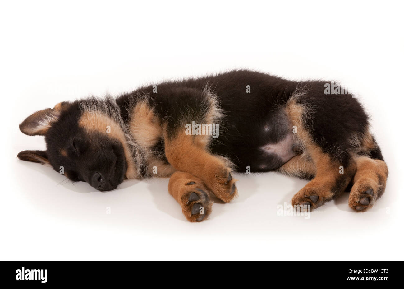 Deutscher Schäferhund Welpen an acht Wochen alt Stockfoto