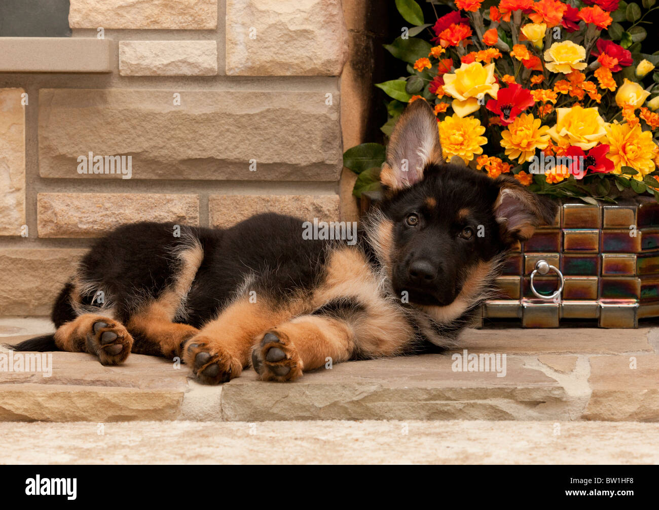 Deutscher Schäferhund Welpen bei acht Wochen alten liegen in einem Kamin Stockfoto