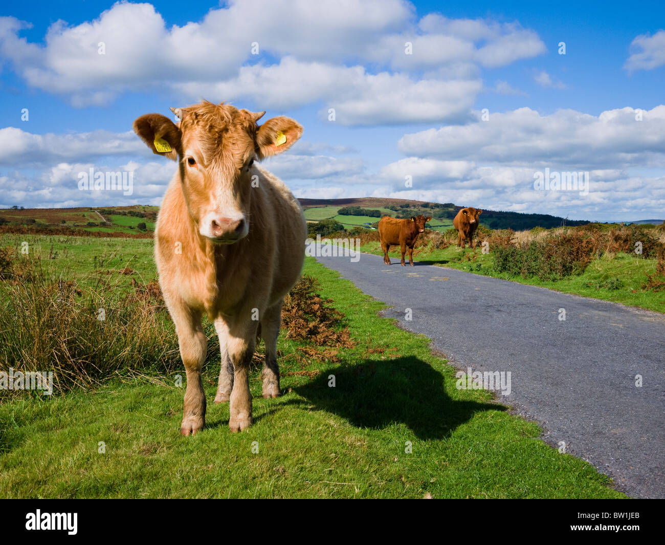 Rinder in Hayne Down im Dartmoor National Park in der Nähe von Manaton, Devon, England. Stockfoto